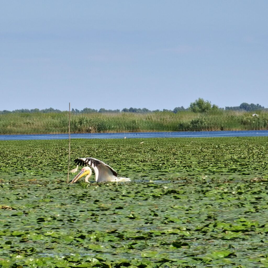 Delta Dunării - pelican