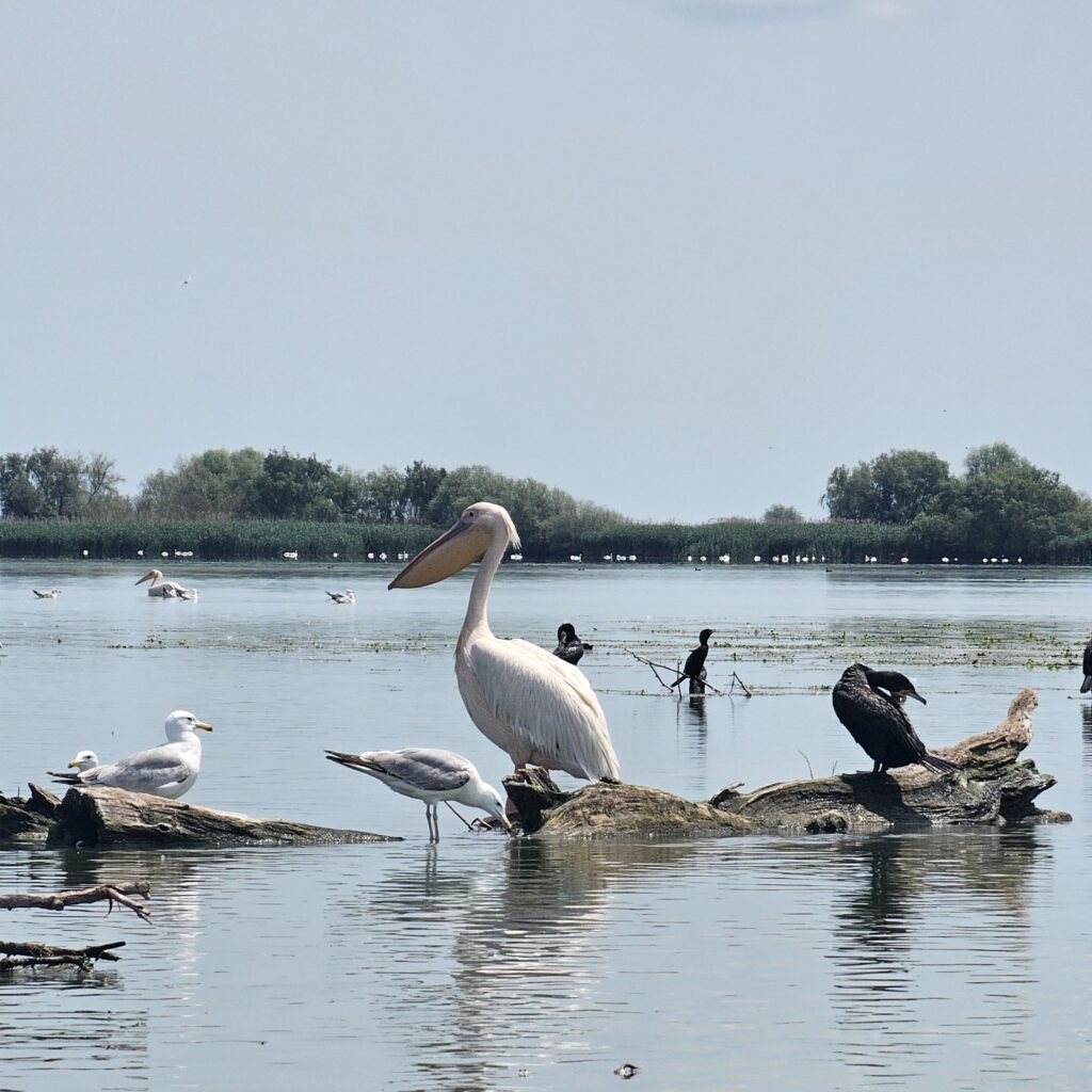 plimbari.ro
