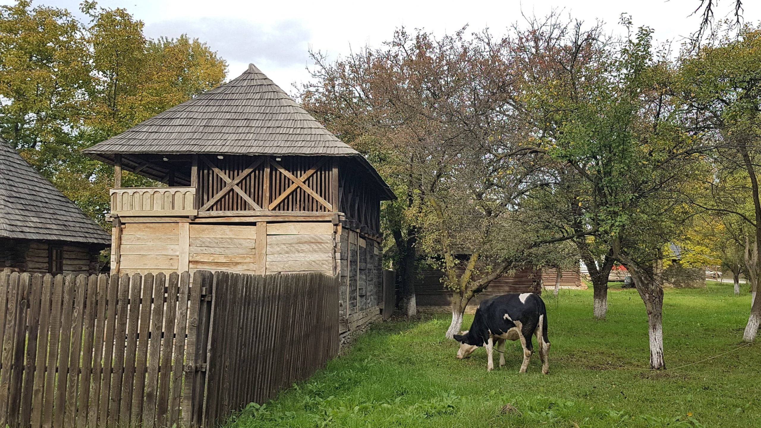 Muzeul Golești - exterior cu vacă